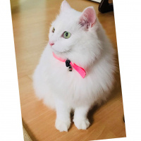 Van Kedisi, Kedi  Pamuk fotoğrafı