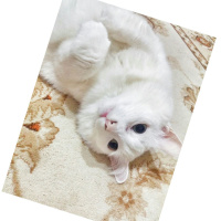 Van Kedisi, Kedi  Pamuk fotoğrafı