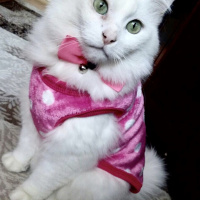 Van Kedisi, Kedi  Pamuk fotoğrafı