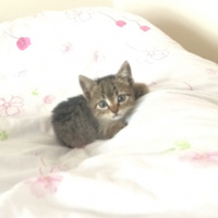Tekir Kedi, Kedi  Gırgır fotoğrafı