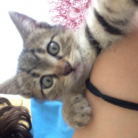 Tekir Kedi, Kedi  Gırgır fotoğrafı