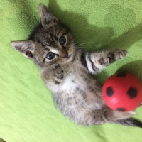 Tekir Kedi, Kedi  Gırgır fotoğrafı