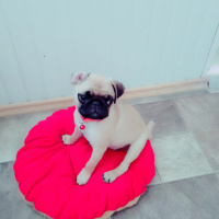 Pug, Köpek  Mina fotoğrafı