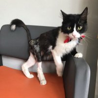 Tuxedo (Smokin) Kedi, Kedi  Sokak kedisi fotoğrafı