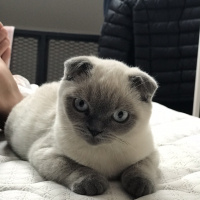 Scottish Fold, Kedi  Benjamin fotoğrafı