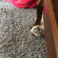 Scottish Fold, Kedi  Benjamin fotoğrafı