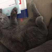 British Shorthair, Kedi  Casper fotoğrafı
