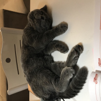 British Shorthair, Kedi  Casper fotoğrafı