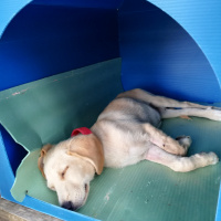 Kangal, Köpek  Duman ile Sarı fotoğrafı