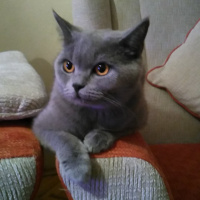 British Shorthair, Kedi  Safir fotoğrafı
