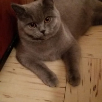 British Shorthair, Kedi  Safir fotoğrafı