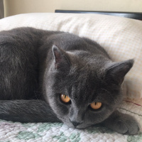 British Shorthair, Kedi  Safir fotoğrafı