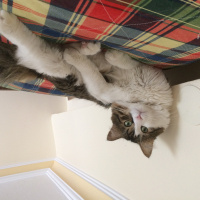 Tekir Kedi, Kedi  frank fotoğrafı