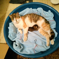 Tekir Kedi, Kedi  Atlas fotoğrafı