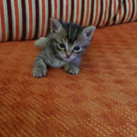 Tekir Kedi, Kedi  Atlas fotoğrafı