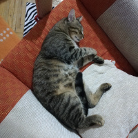 Tekir Kedi, Kedi  Atlas fotoğrafı