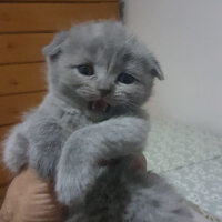 Scottish Fold, Kedi  Balım fotoğrafı