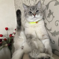 Scottish Fold, Kedi  Balım fotoğrafı