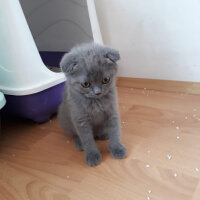 Scottish Fold, Kedi  Balım fotoğrafı