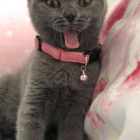 Scottish Fold, Kedi  Balım fotoğrafı