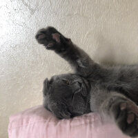 Scottish Fold, Kedi  Balım fotoğrafı