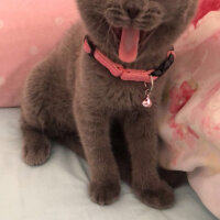 Scottish Fold, Kedi  Balım fotoğrafı