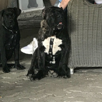 Cane Corso Italiano, Köpek  Paşa fotoğrafı