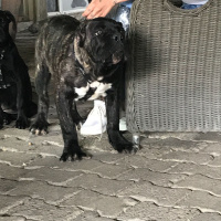 Cane Corso Italiano, Köpek  Paşa fotoğrafı