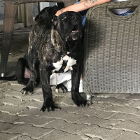Cane Corso Italiano, Köpek  Paşa fotoğrafı