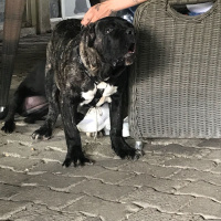 Cane Corso Italiano, Köpek  Paşa fotoğrafı
