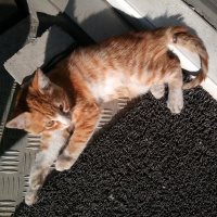 Tekir Kedi, Kedi  Karamel fotoğrafı