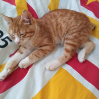Tekir Kedi, Kedi  Karamel fotoğrafı