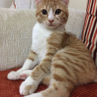 Tekir Kedi, Kedi  Karamel fotoğrafı