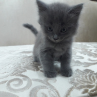 Siyam Kedisi, Kedi  Pofı fotoğrafı