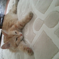 Tekir Kedi, Kedi  Kavun fotoğrafı