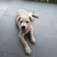 Golden Retriever, Köpek  Odi fotoğrafı