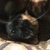 Tekir Kedi, Kedi  Gece fotoğrafı