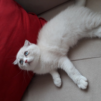 Scottish Fold, Kedi  Mola ve Pirayenin güzel yavruları fotoğrafı