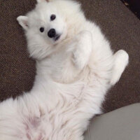 Samoyed, Köpek  Kristal fotoğrafı