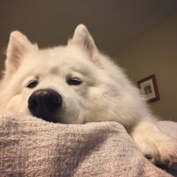 Samoyed, Köpek  Kristal fotoğrafı