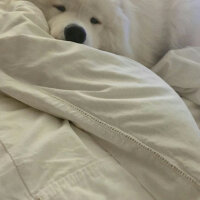 Samoyed, Köpek  Kristal fotoğrafı