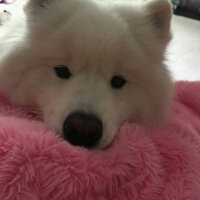 Samoyed, Köpek  Kristal fotoğrafı