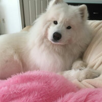 Samoyed, Köpek  Kristal fotoğrafı