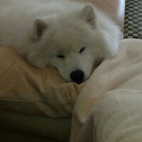 Samoyed, Köpek  Kristal fotoğrafı