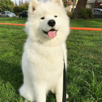 Samoyed, Köpek  Kristal fotoğrafı