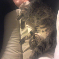 Tekir Kedi, Kedi  şero fotoğrafı