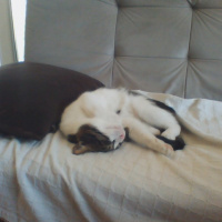 Tekir Kedi, Kedi  şero fotoğrafı