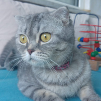 Exotic Shorthair, Kedi  Alisi fotoğrafı