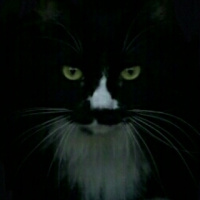 Tuxedo (Smokin) Kedi, Kedi  azman fotoğrafı