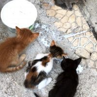 Tekir Kedi, Kedi  Adsız fotoğrafı